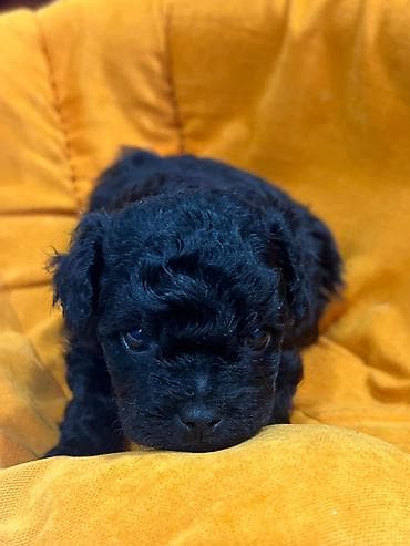 Quşlar: Pudel — 1