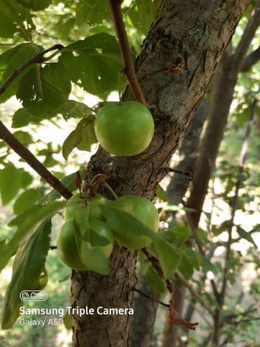 şabran torpaq: 10 sot, Tikinti, Mülkiyyətçi, Kupça (Çıxarış) — 5