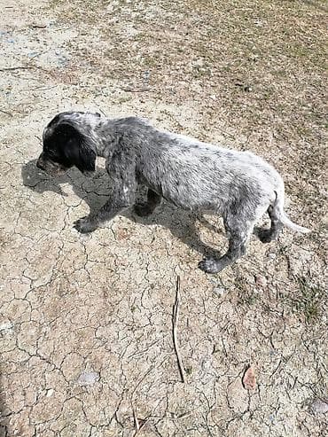 it satisi gence: İtlər — 3