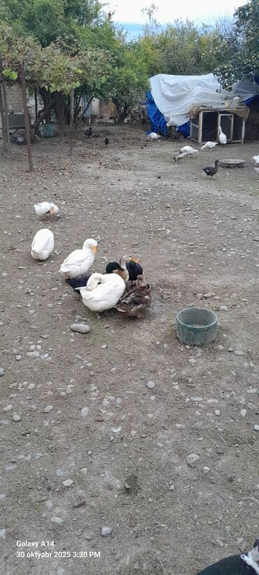 Süd məhsulları və yumurtalar: Şəkildəki heyvanların yumurtaları satılır yaşılbaş kayuqa Pekin — 8