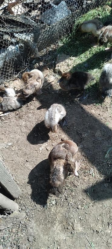 toyuq damı: Muscovy ördək balaları (indo-ördək) – sağlam və sürətlə böyüyən nəsil — 3