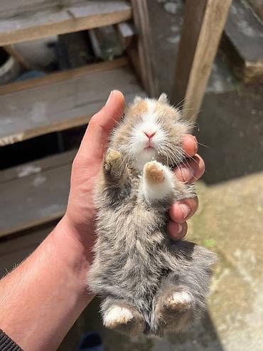 tap.az heyvanlar qusar: 1 aylıq çox şirin dovşan satılır 🐰✨ Tam sağlamdır, çox sakit və — 5