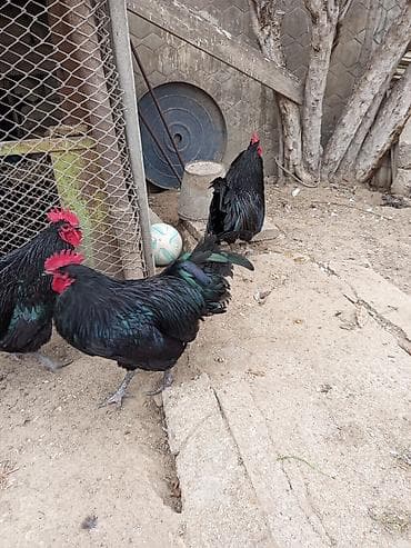 Akvariumlar: Məhsul:avstroloq damazlıq xoruzlar .10 ayliq əlaqə nomre 070 253 14 11 — 2