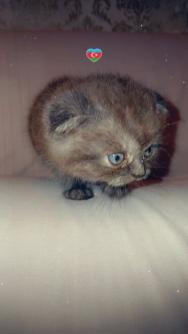 Akvariumlar: Şotland yastı qulaq, Dişi, Yaxşı əllərə — 3