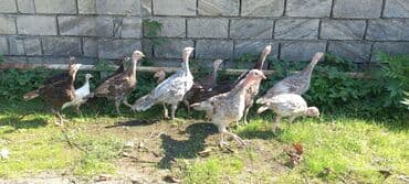 ingilis setter it cinsinin digər adı: Erkək, Damazlıq — 4