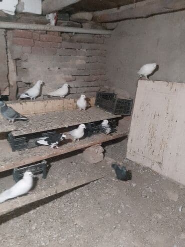 Təcili satılır 100 AZN