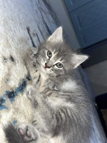 şotland pişiki: Boz tüklü balaca pişik balası - Rəng: açıq-boz və gümüşü tonlarda — 1