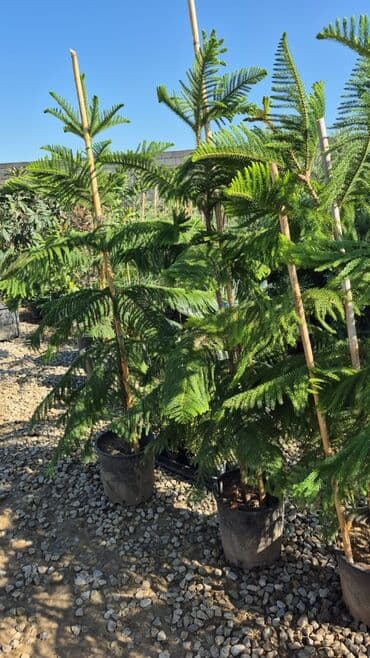 həmişə yaşıl bitkilər: Bağ və landşaft üçün iynəyarpaqlı dekorativ bitkilər - Thuja — 24