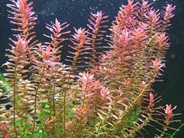 Rotala akvarium bitkisi