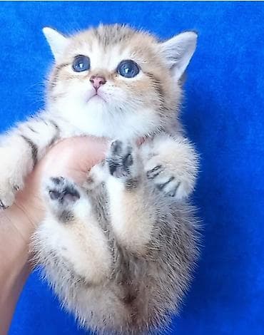 Pişiklər: Britan, Erkək, Yaxşı əllərə, Ünvandan götürmə — 9