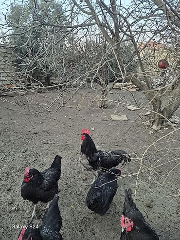 etlik cuce satisi: Salam Aleykum Cavan temiz qan Avstralorp Xoruzu satiram — 9