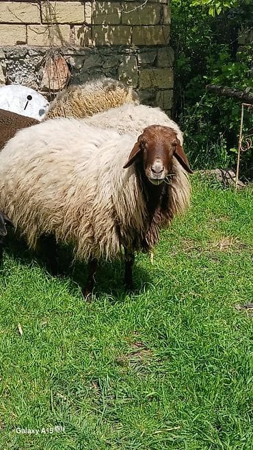 itler tap az: Məhsul: Qoç.Qala sortu 3yaw.real alıya endirim var.elaqe nomre ve — 5