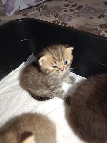 Pişiklər: Şotland yastı qulaq, Erkək, Yaxşı əllərə, Ünvandan götürmə — 8