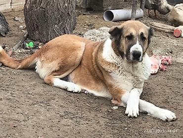 Qurdbasar, 3 il, Dişi, Peyvəndli, Pulsuz çatdırılma lalafo.az -da Qurdbasar, 3 il, Dişi, Peyvəndli, Pulsuz çatdırılma