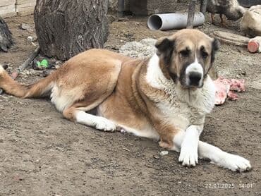 Собаки: Гурдбасар, 3 годa, Самка, С прививками, Бесплатная доставка — 1