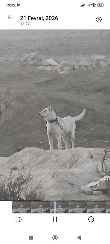 cins heyvanlar: 1 ay, Dişi, Peyvəndli — 1