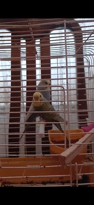 Quşlar: Məhsul: Dalmatin və mavi tonlarda iki dalğalı tutuquşu (cüt) Təsvir — 3