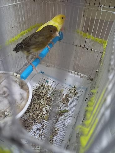 bülbül quşu: 1 cüt +1 bala 160m teç erkecler 60m — 3