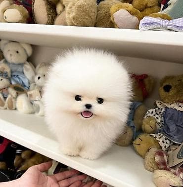 qafqaz itleri: Şpitz, 2 ay — 1