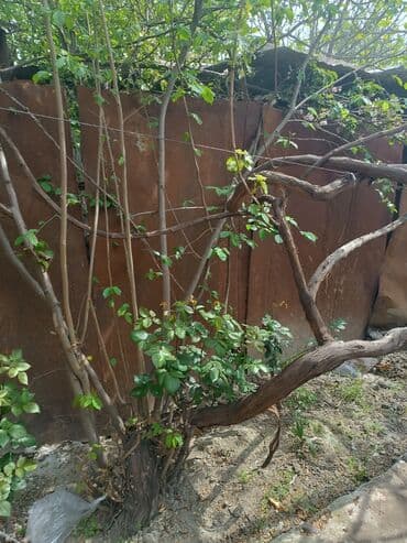 meyve tərəvəz: RT Arxasında körpüdən sağda 2 ci küçədə 2 mərtəbəli 8 otaqlı həyət evi — 30