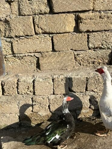 kayuqa ordək: Erkək, | Lal ördək, Damazlıq, Ünvandan götürmə — 10