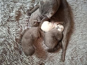 ucuz cuce: Britan — 2