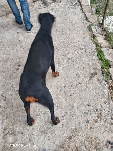 приют собак в баку: Doberman, 6 ay, Dişi, Peyvəndli, Ünvandan götürmə — 5