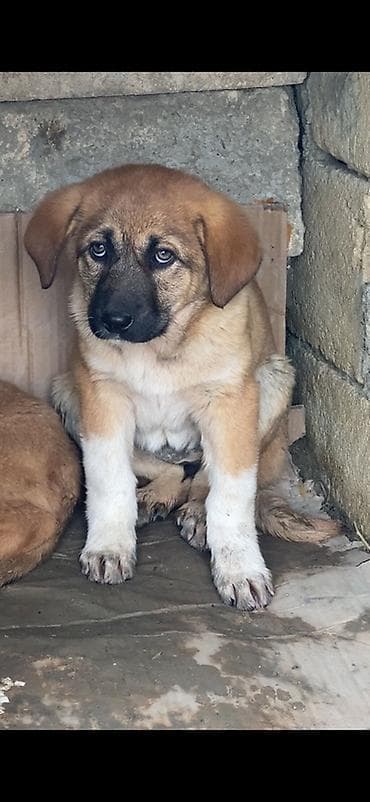 balaca ag itler: 2 ay, Dişi — 1