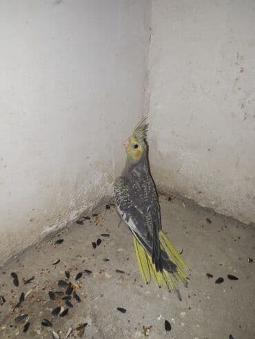 ucuz papuqaylar: Yeni yeme dusub esil ele orgetmeyin vaxtidi — 1