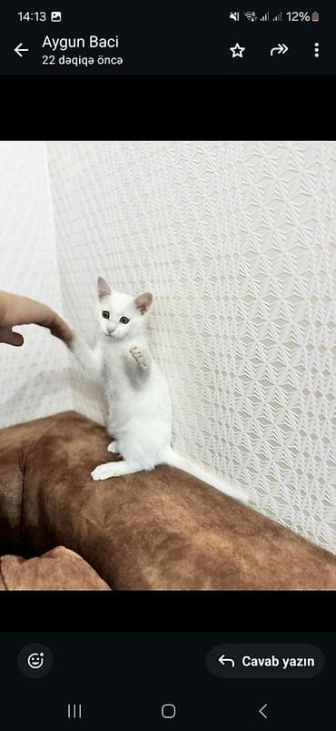 pişik cut: Dişi, Yaxşı əllərə, Ünvandan götürmə — 4