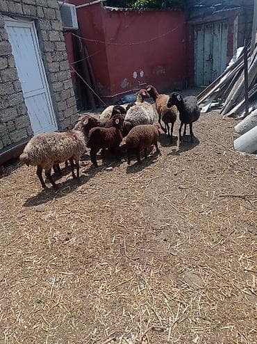 qoyun derisi: Dişi, Qala, il: 1, 50 kq, Damazlıq, Ünvandan götürmə — 7