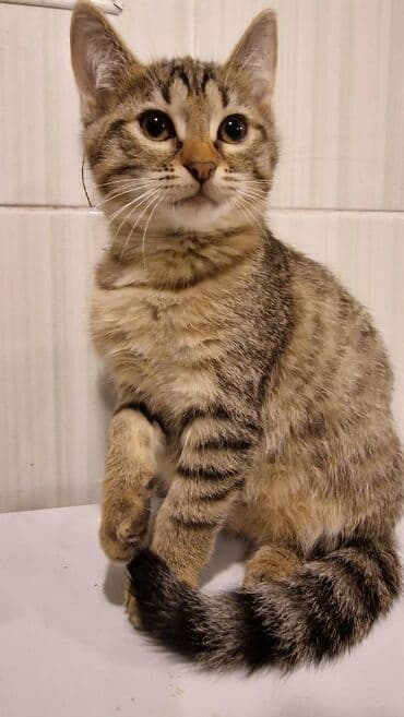 pulsuz pişik balaları 2023: Sibir, Dişi, Erkək, Yaxşı əllərə — 3