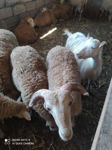 Her cekide qurbanliq quzular 25 kq başlayır 30 kq qədər 10 manat 30
