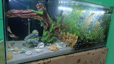 K/t heyvanları və malları: Salam istənilən ölçüdə akvarium və terariumlar yığıram nömrədə vhatsap — 2
