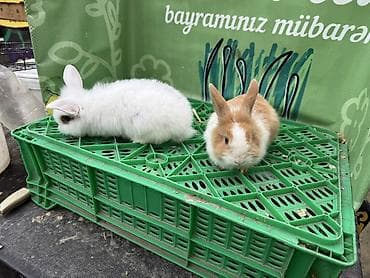 dovsan balasi: Minidovşan balaları – müxtəlif rəng və növlər - Sevimli dekorativ — 5