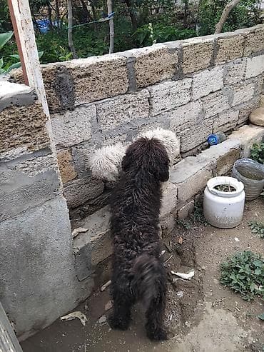 gencede heyvanlar: Maltipoo tipli iki xırda ölçülü it balası - Cins: Maltipoo (pudellə — 4