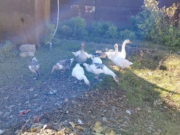 qazlar gəncə: Satışda: qazlar 9 ədəddir 1 erkək 8 fərq hamsı birlikdə satılır real — 2