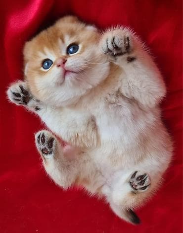 Şotland yastı qulaq