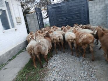 qoyun yanıbala: Qoyunlar, qoçlar — 1