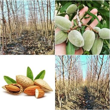 green pharma baku: Məhsul: Şəxsi tingçilik təsərrüfatında yetişdirilən meyvə tingləri — 9