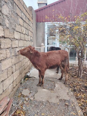 xaski itleri qiymeti: Super saglam damazlig danalar — 1