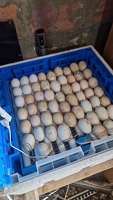 sumqayit daye: Ördək yumurtası inkubasiyası xidməti - Yumurtaların peşəkar — 8