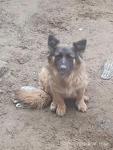 itler pitpul: Alman çoban iti — 1