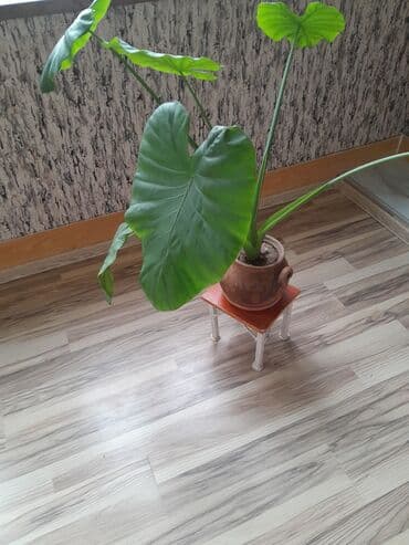 yasəmən gülü satışı: Böyük yaşıl yarpaqları olan bir alokasiya bitkisi. Bitki qəhvəyi — 2