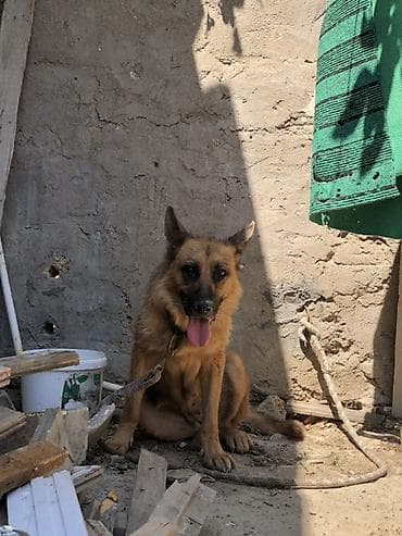 Alman çoban iti lalafo.az -da Alman çoban iti