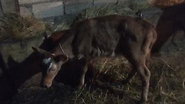 10.günlik semetalı.diş.bizov satlır yaxş super semetalı.ingin balasdı