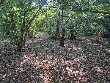 ucuz torpag: 52 sot, Kənd təsərrüfatı, Kupça (Çıxarış) — 2