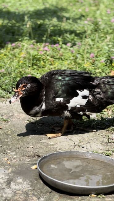 yarasa yuvası qiymeti: Muscovy ördəyi (indoutka) – qarışıq qara-ağ lələklər, qırmızı karnizli — 8