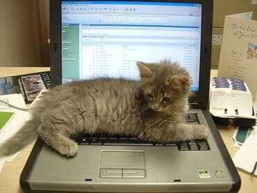 ищу работу шашлычника: Online iş axdarılır! Ev şəraitində komputer və internet üzərindən — 1