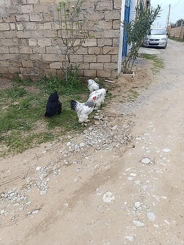 pitbull qiymetleri: 3 dənə xoruzdu Heç 1 yaşları yoxdu 2 si təzə banlamağa başlayıb biri — 9